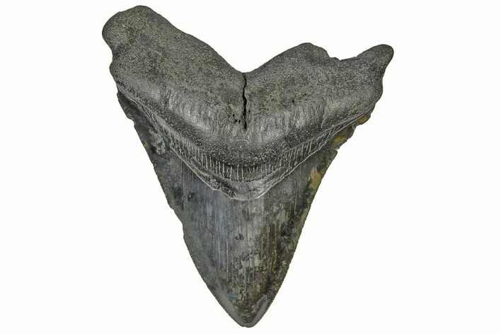 Serrated, Fossil Megalodon Tooth - South Carolina #169197